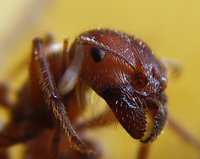 Ant_head_closeup